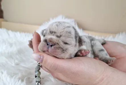 French Bulldog - Zara