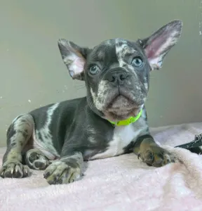 Bulldog francese - Rick