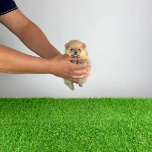 Pomeranian - Siena