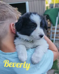 Border Collie - Beverly