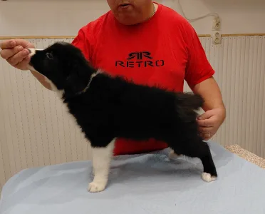 Border Collie - Rubin