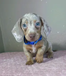 Dachshund - Victor