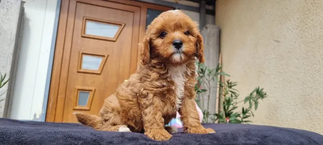 Cavapoo - Brownie