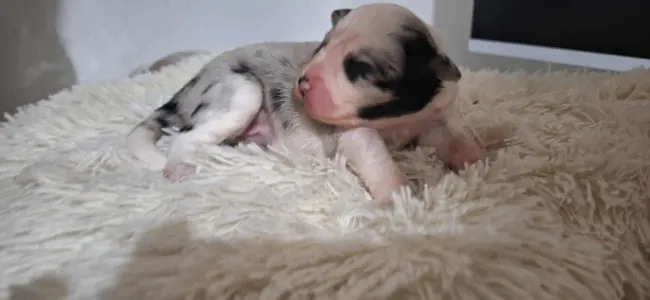 Border Collie - Seychelle