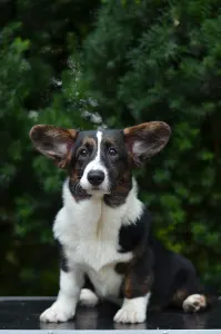 Cardigan welsh corgi - Kilini Mendenhall 