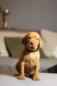Hungarian Short-haired Vizsla - Land Rover