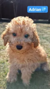 Labradoodle - Adrian