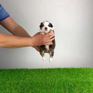 Australian Shepherd - Benivaro