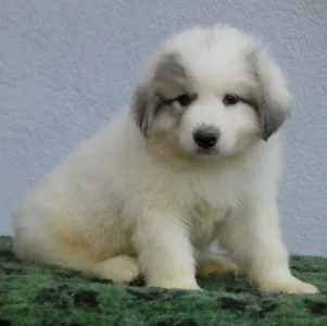 Pyrenean Mountain Dog - Candybelldream Elmo