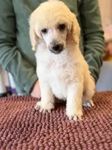 Óriás uszkár - White Girl