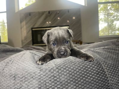 Cane Corso Italiano - Ruby