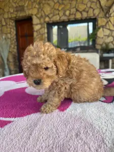 Poodle Miniature - Teddy