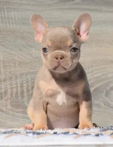 French Bulldog - Izy 