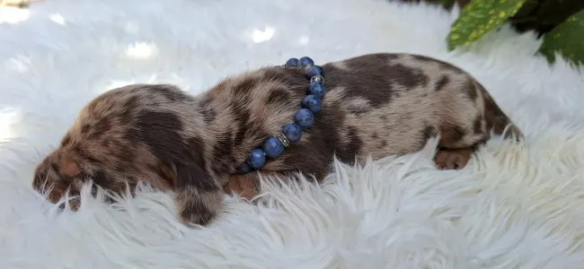 Dachshund - Bernard