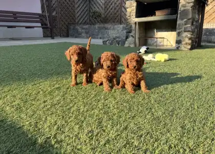 Poodle Miniature - Bravados D