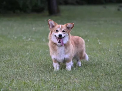 Welsh Corgi Pembroke - Apollo The Radiant From Farm Of Happy Dogs