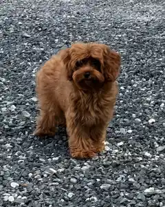 Cavapoo - Oscar 