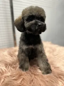 Poodle Miniature - Sweet Pie