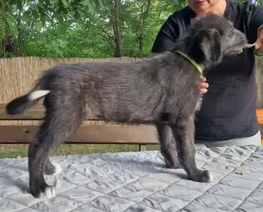 Levriero irlandese - Artfield