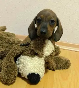 Teckel - Miss Yellow