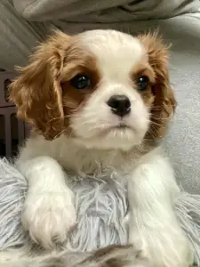 Cavalier King Charles Spaniel - Belafomte