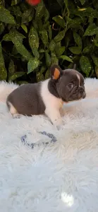 Bouledogue français - Dáriusz 