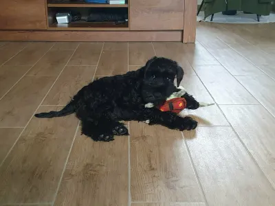 Zwergschnauzer - Herkules