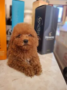 Caniche Toy - Pudel Toy M