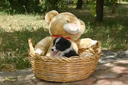 Border Collie - Dazzling Borders Beautiful Addiction