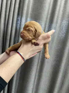 Hungarian Short-haired Vizsla - Vidual Azúr