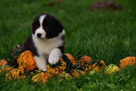 Border Collie - Gingers Heritage Call Me Legend