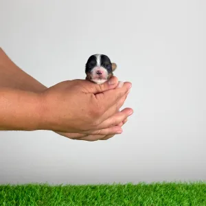 Biewer Terrier - Fabio 