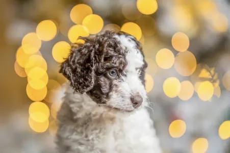Spanyol vízikutya - El Cuevo Del Cuco