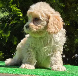 Cavapoo - Flora