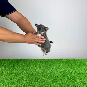 Chihuahua - Orina