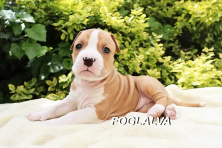 Amerikai staffordshire terrier - Holly Gral Of Silence Warrior