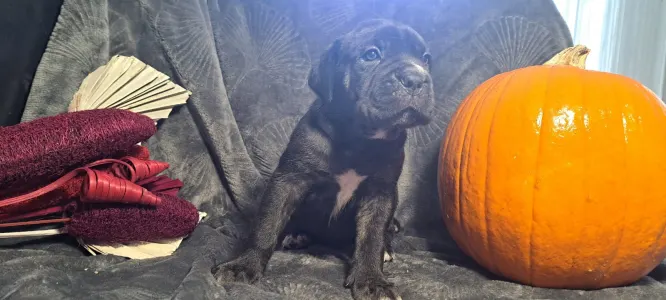 Cane corso - Fröcskölt 