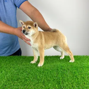 Shiba - Inna
