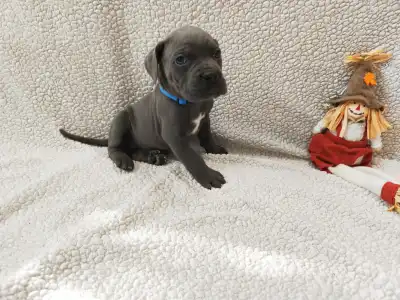 Cane Corso Italiano - Forza Di Diavolo Diaz