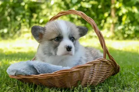 Pembroke Welsh Corgi - Gingers Heritage Prince Aviator