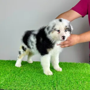 Australian Shepherd - Roxy