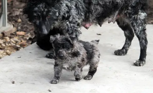 Mudi - Pörgelóci Sipirc