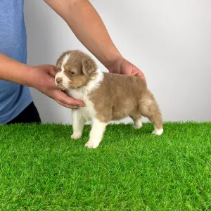 Owczarek astralijski aussie - Beira