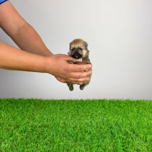 German Pomeranian Spitz - Quero