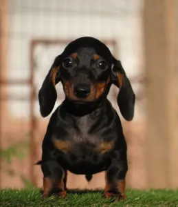 Dachshund - Oliver