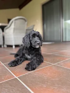 Portuguese Water Dog - Bailey