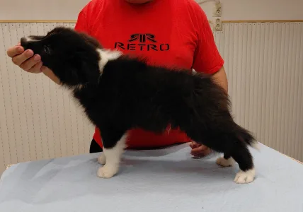 Border Collie - Talisman