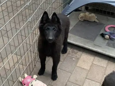 Belga juhászkutya - Gerőcsvári Black Diamond Hanna