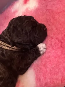 Wasserhund der Romagna - Curly Stars Of Dreams Vibe Spirit 