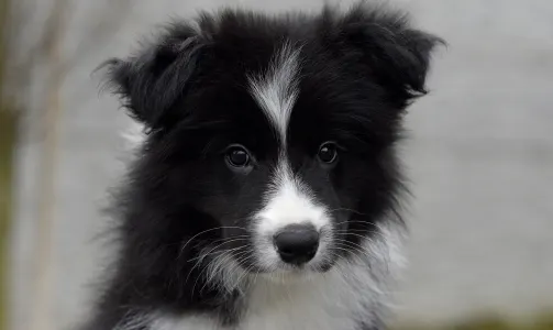 Border Collie - Jake